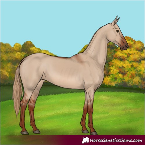 Horse Color:Red Dun Rabicano