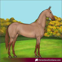 Horse Color:Red Dun Rabicano 