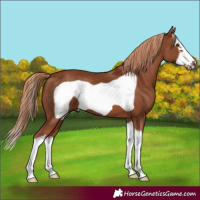 Horse Color:Chestnut Splash Frame