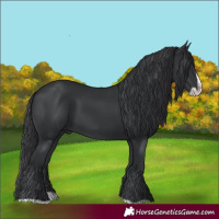 Horse Color:Black Splash Frame