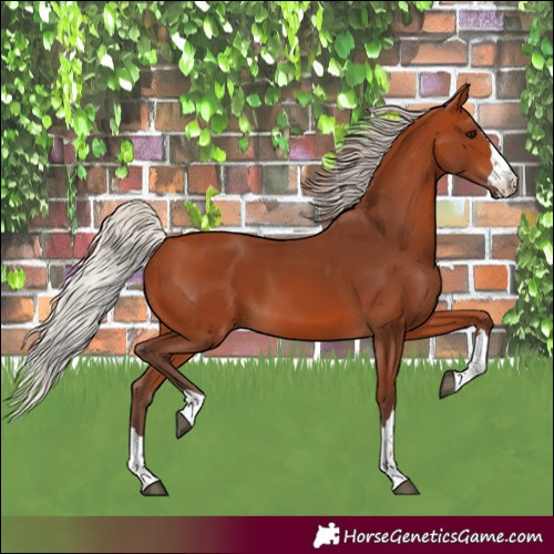 Horse Color:Silver Bay 