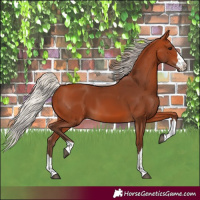 Horse Color:Silver Bay 