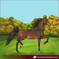 Horse Color:Bay 