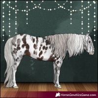 Horse Color:Silver Brown Sabino Near Leopard