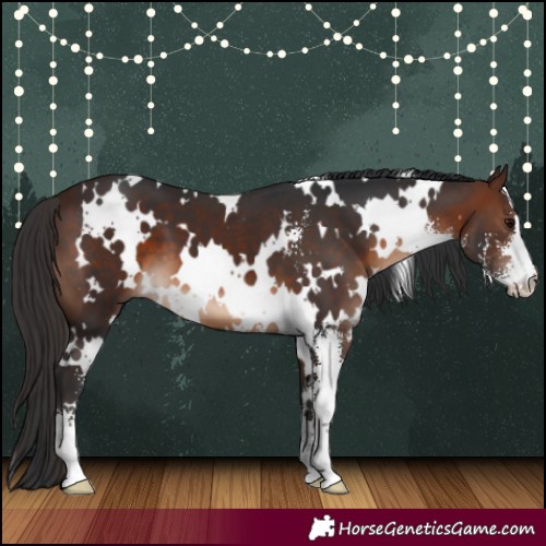 Horse Color:White Spotted Brown Sabino 
