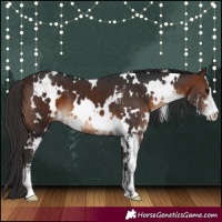 Horse Color:White Spotted Brown Sabino 