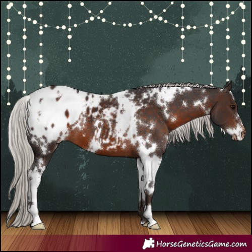 Horse Color:White Spotted Silver Brown Appaloosa 