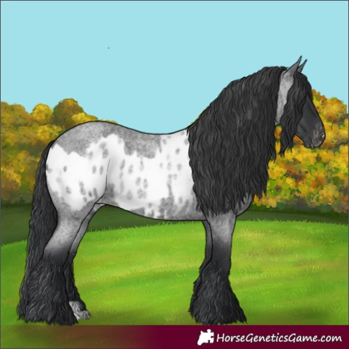 Horse Color:Blue Roan and Blue Roan Blanket