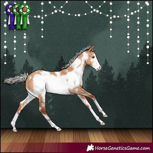 Horse Color:White Spotted Silver Bay Dun Frame