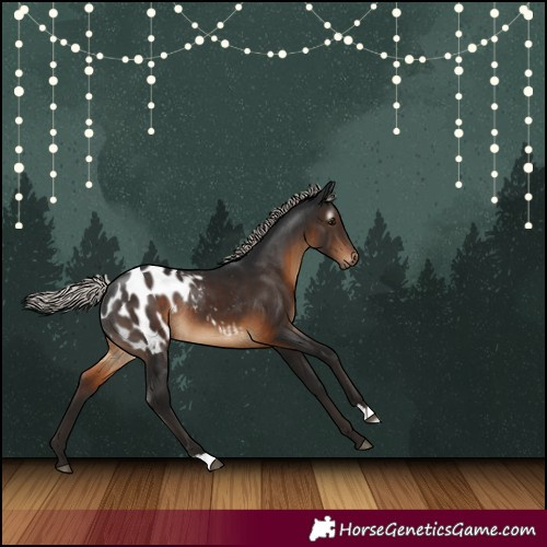 Horse Color:Gray Silver Brown Appaloosa Rabicano 