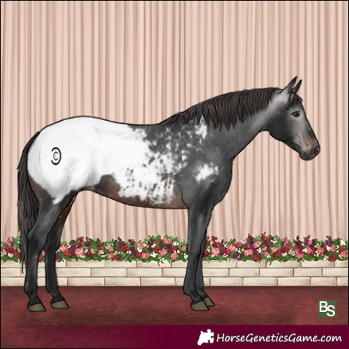 Horse Color:Gray Brown Appaloosa Rabicano