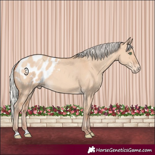 Horse Color:Silver Sable Champagne Dun Appaloosa 