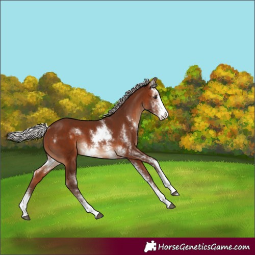 Horse Color:Silver Bay Sabino 