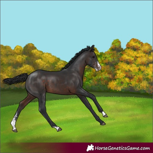 Horse Color:Brown Sabino 