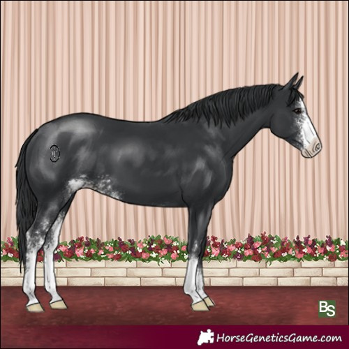 Horse Color:Black Sabino