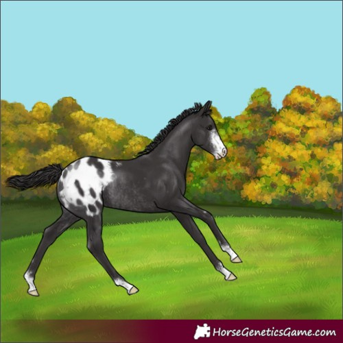 Horse Color:Smoky Black Sabino Appaloosa Rabicano 