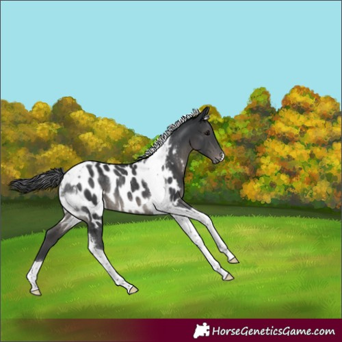 Horse Color:Black Tobiano Near Leopard Rabicano 