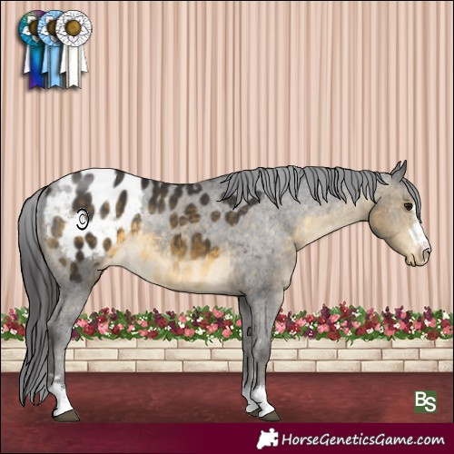 Horse Color:Buckskin Appaloosa 