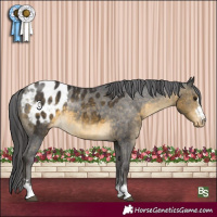 Horse Color:Buckskin Appaloosa 