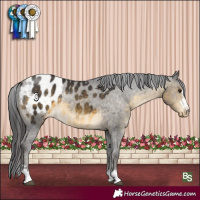 Horse Color:Buckskin Appaloosa 