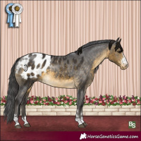 Horse Color:Buckskin Appaloosa 