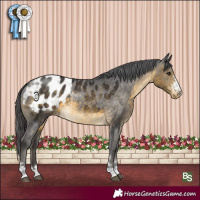 Horse Color:Buckskin Appaloosa 