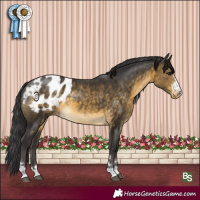 Horse Color:Buckskin Appaloosa