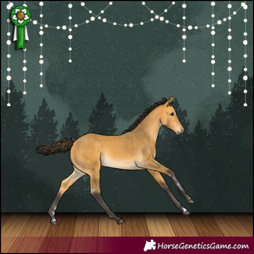 Horse Color:Buckskin 