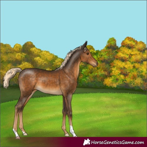 Horse Color:Chocolate Palomino 