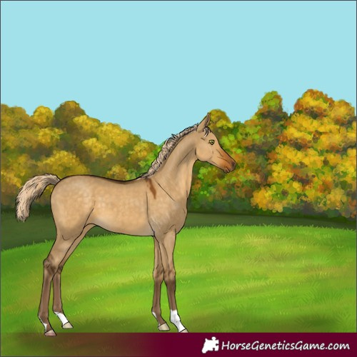 Horse Color:Chocolate Palomino Dun Mushroom 