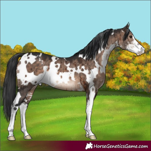Horse Color:White Spotted Brown Dun Mushroom Sabino Brindle