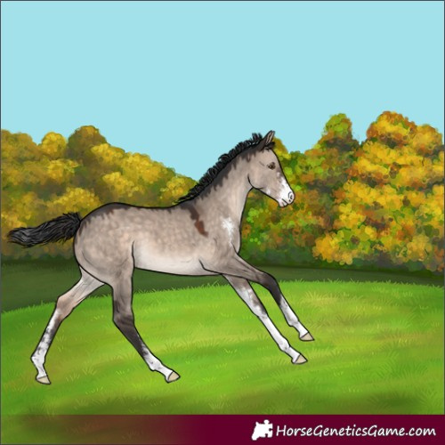 Horse Color:Brown Dun Mushroom Sabino 