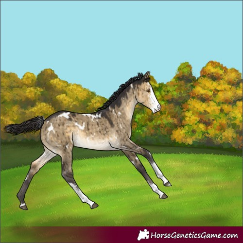 Horse Color:White Spotted Buckskin Dun Sabino Brindle 