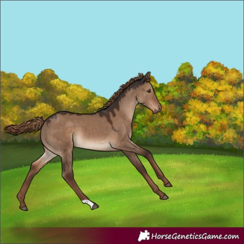Horse Color:Liver Red Dun 