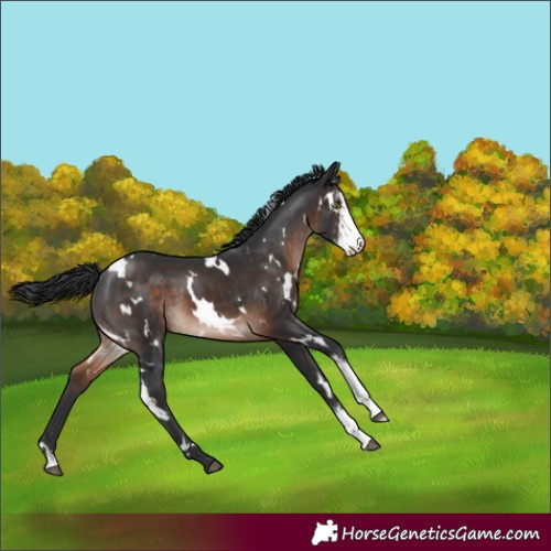 Horse Color:White Spotted Brown Mushroom Sabino 