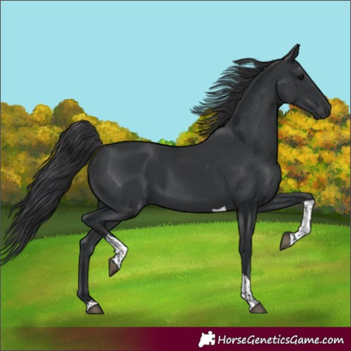 Horse Color:Black Tobiano 