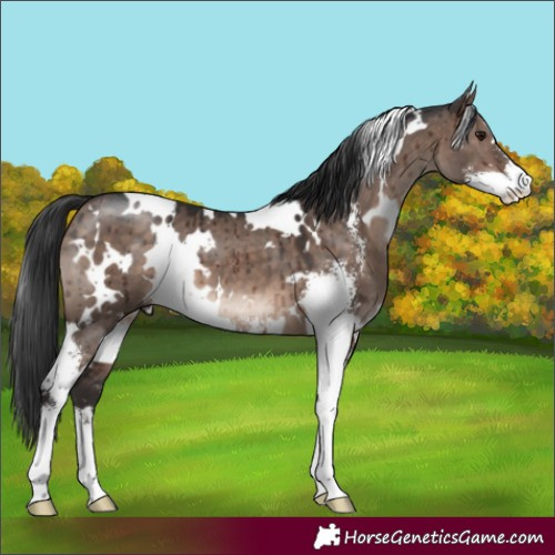 Horse Color:White Spotted Brown Dun Mushroom Sabino Brindle 