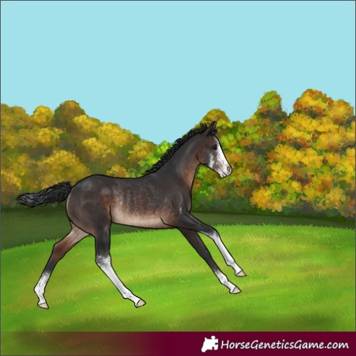 Horse Color:Brown Sabino Rabicano