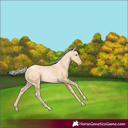 Horse Color:Silver Smoky Black Pearl Rabicano