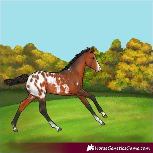 Horse Color:Bay Sabino Blanket Rabicano 