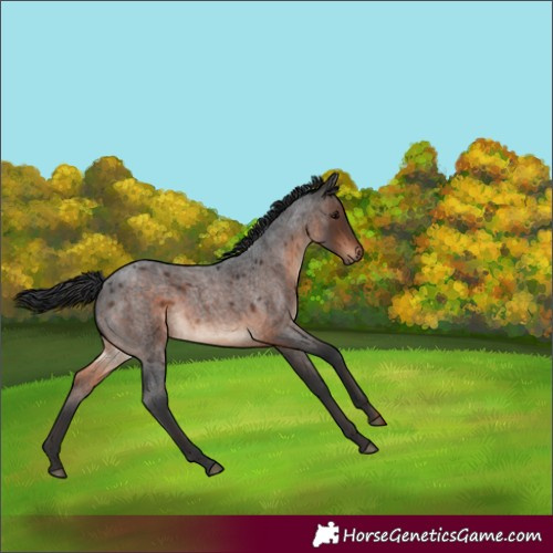 Horse Color:Brown Roan Rabicano 