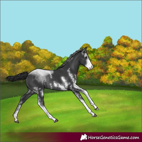 Horse Color:Black Sabino Rabicano