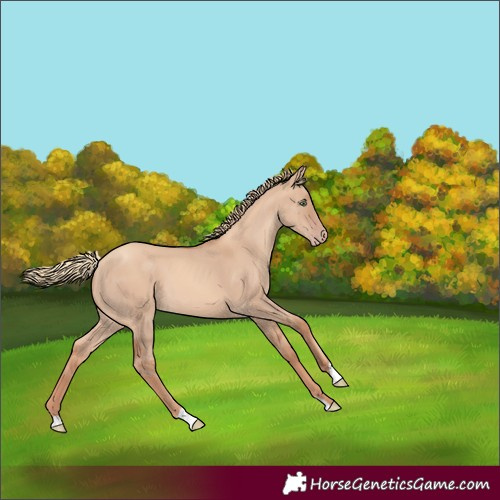 Horse Color:Gold Champagne Dun