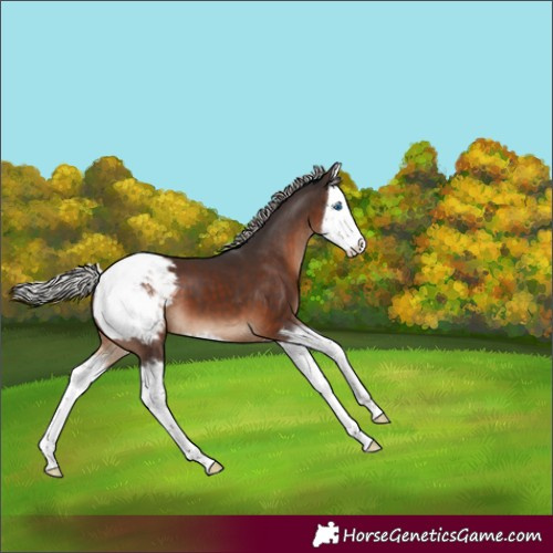 Horse Color:Silver Brown Splash Snowcap