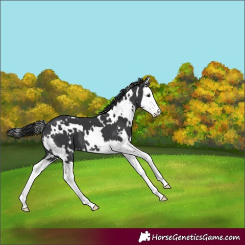 Horse Color:White Spotted Black Splash 