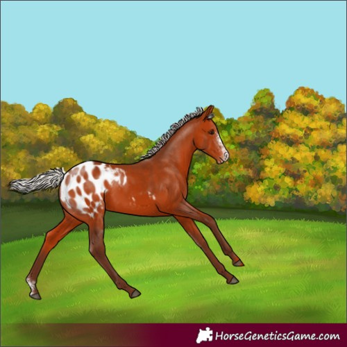 Horse Color:Silver Bay Sabino Appaloosa Rabicano