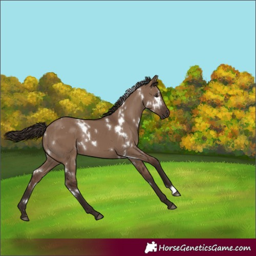 Horse Color:White Spotted Liver Red Dun 