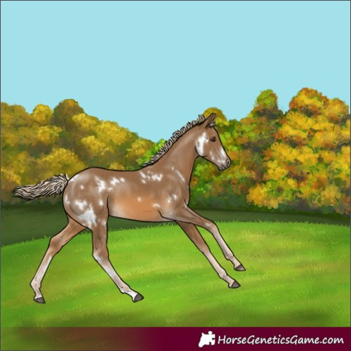 Horse Color:White Spotted Chocolate Palomino