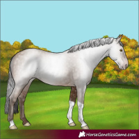 Horse Color:Gray Amber Champagne Tobiano
