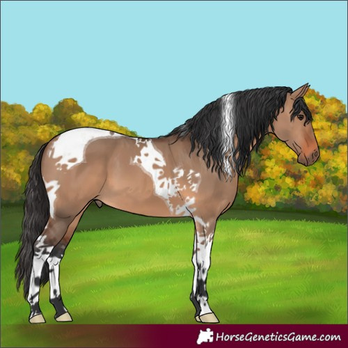 Horse Color:Brown Dun Tobiano 